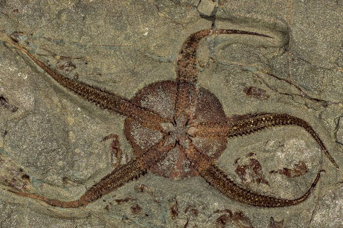 Huge Fossil Brittle Star (Ophiura) With Carpoids - Morocco #322493